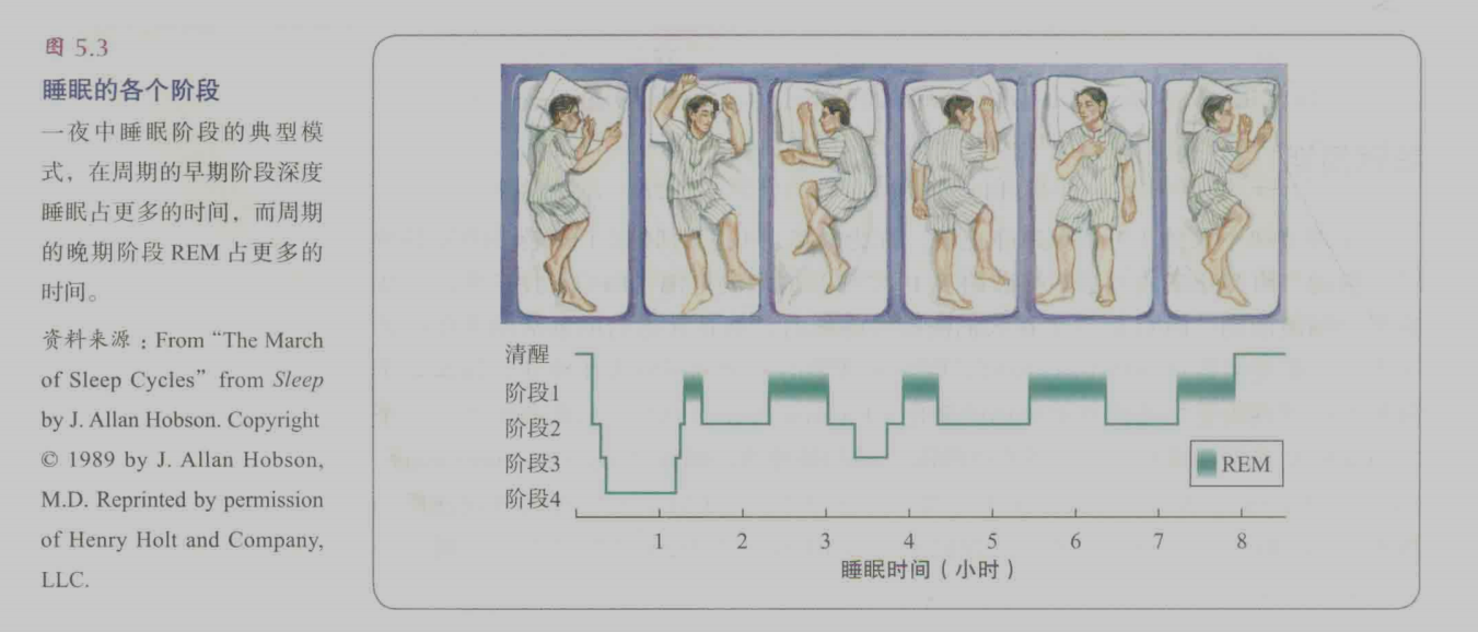 睡眠的各个阶段.png