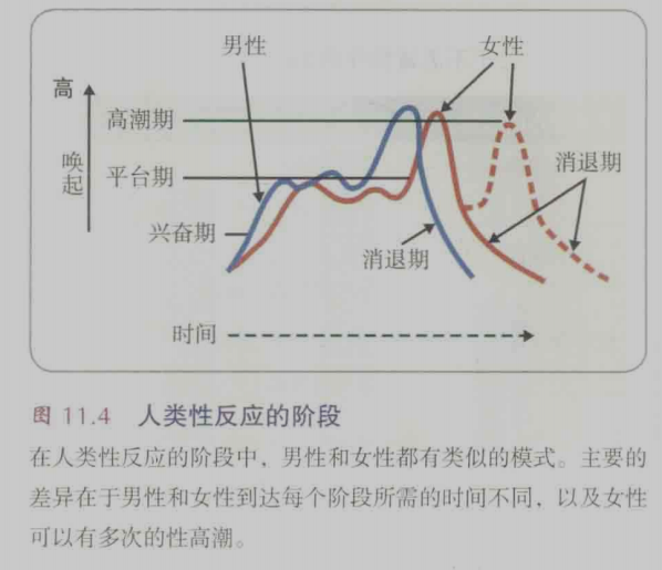 人类性反应的阶段.png