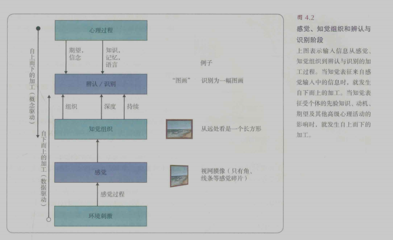 感觉、知觉组织和辨认与识别阶段.png