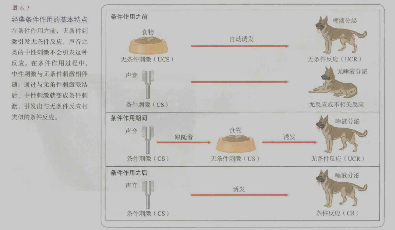 经典条件作用的基本特点.png